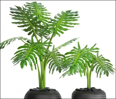 Quel est son nom latin ?