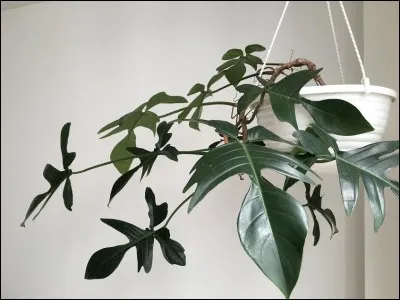 Quel est son nom latin ?