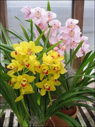 Quel est son nom latin ?