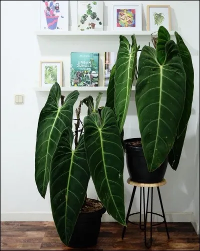 Quel est son nom latin ?