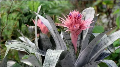 Quel est son nom français ?