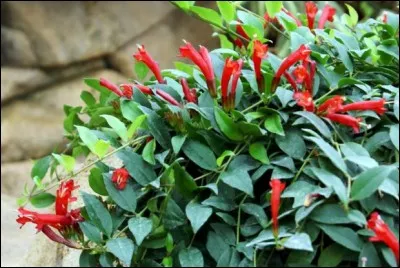 Quel est son nom français ?