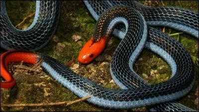 Quelle petite bête peut tuer un serpent ?