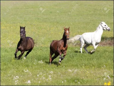 Qu'est-ce qui peut être de cheval ?