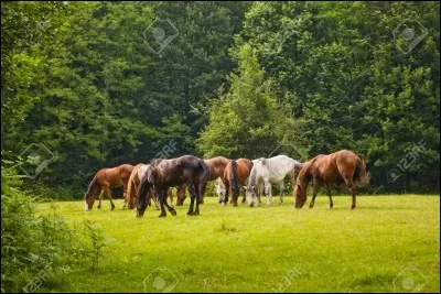 Une horde de chevaux sauvages est composée de plusieurs juments et étalons et de quelques poulains.