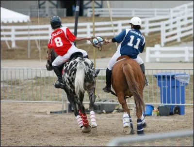 Le horse polo est une discipline équestre.