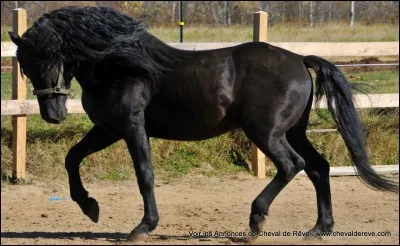 Le trakhemar est une race réputé pour son excellent coût de saut.