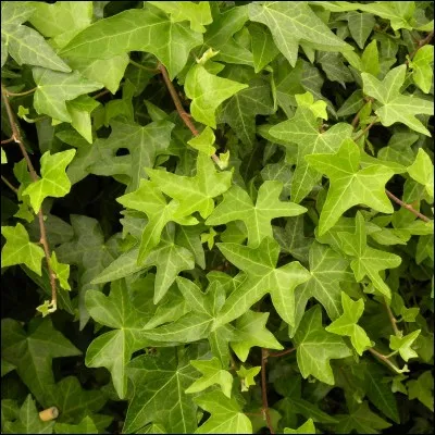 Le lierre est une plante toxique pour un cheval.