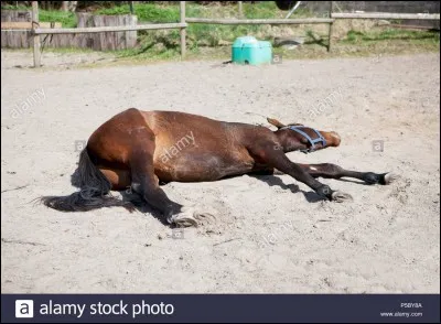 La colique peut être mortelle pour un cheval.