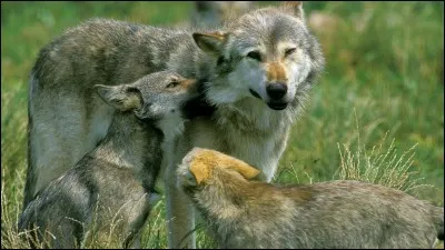 T'occupes-tu souvent de tes petits frères/petites surs ?