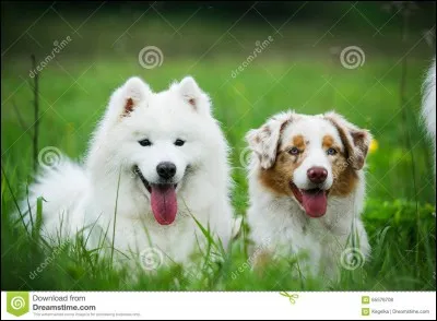 Quelle est ta principale qualité ?