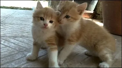 Combien de temps dur l'âge adulte, chez un chat ?