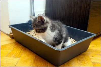 Pour la plupart des chats, quelle est la profondeur de litière ?