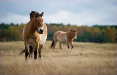 Il y a très longtemps le cheval n'avait pas de sabots.