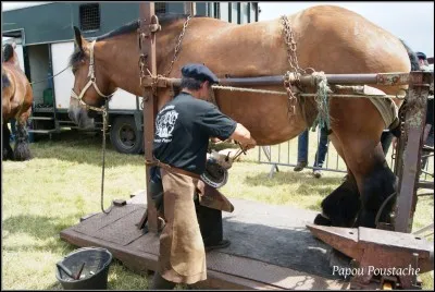 Le maréchal-ferrant doit venir environ tous les 6 mois.