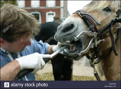 Les soins dentaires chez les chevaux font partie des soins périodiques.