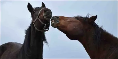 Quand le cheval tape du pied par terre c'est qu'il a mal au ventre.