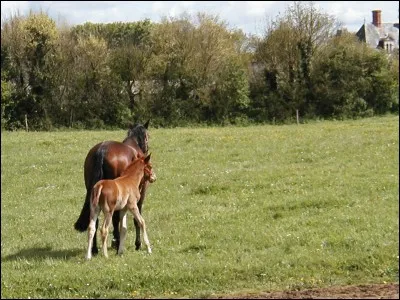 Une jument ne peut plus faire de poulains à partir de 18-20 ans.