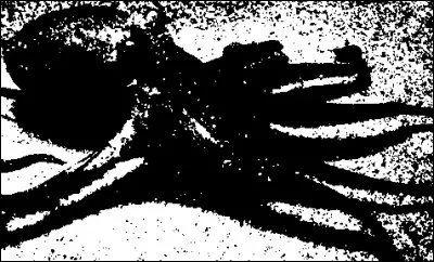 Quel est cet animal ?