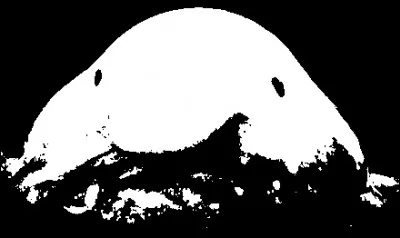 Quel est cet animal ?