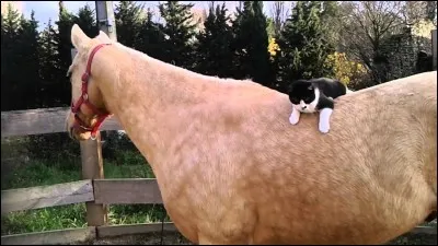 Observez ce cheval. Qu'a-t-il sur le dos ?