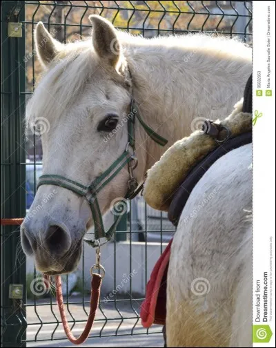 Observez ce cheval. Comment est-il ?