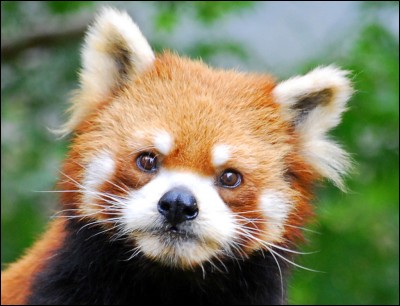 Le panda roux fait partie de la famille des ours.