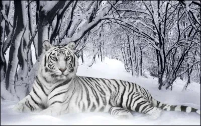 Le tigre blanc vit au Groenland;