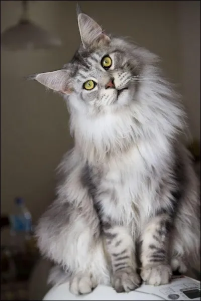 Ce chat est un maine coon.
