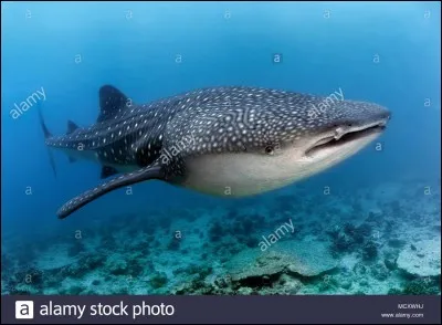Le requin baleine est l'animal le plus grand du monde.