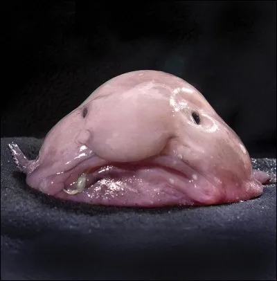 Le blobfish vit en Méditerranée.