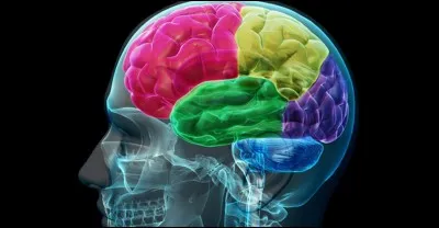En anatomie, quel est le nom de la plus externe membrane de la méninge ?