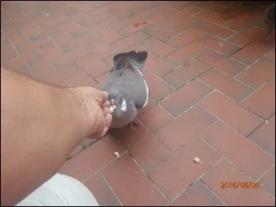 Quel est cet oiseau, appelé palombe dans le sud de la France !