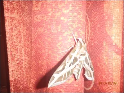 Dans laquelle de ces quatre chansons parle-t-on de papillons et de sauterelles ?