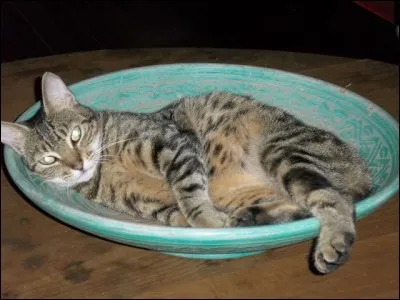 Qui a écrit "Les Contes du Chat Perché" ?