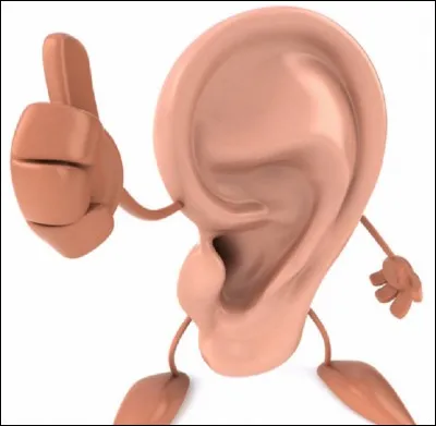 Qu'est-ce qu'une oreille de Judas ?