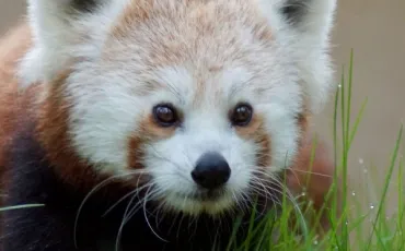 Quiz Animaux