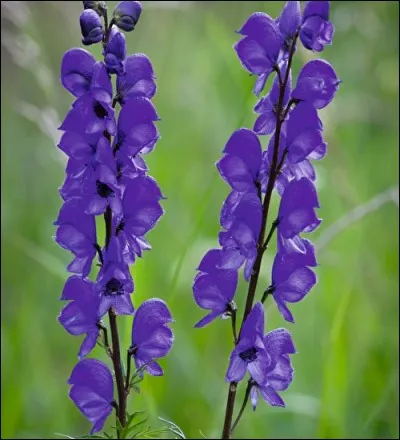Voici l'aconit napel, appelé également « Sabot du pape ». C'est une plante extrêmement toxique. Une légende grecque le disait issu de la bave des crocs du chien féroce à trois têtes gardant l'entrée des enfers et ramené sur Terre par Hercule. Comment s'appelait ce chien ?