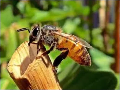 " Si l'abeille disparaissait de la surface du globe, l'homme n'aurait plus que quatre années à vivre » c'est signé...