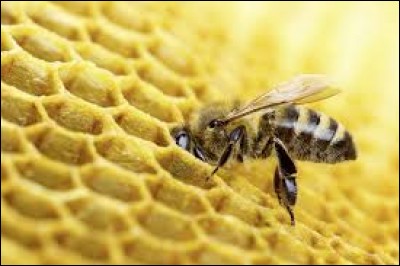 Quelle est la durée de vie d'une abeille ?
