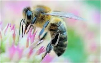 Combien d'espèces d'abeilles sont répertoriées sur la planète ?