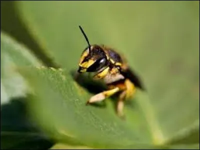 Quel est le rayon d'action d'une abeille ?