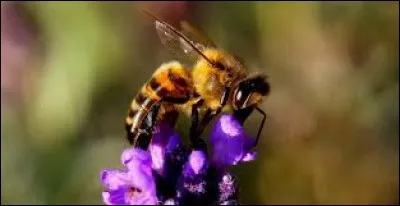 Mais au fait, que mangent les abeilles ?