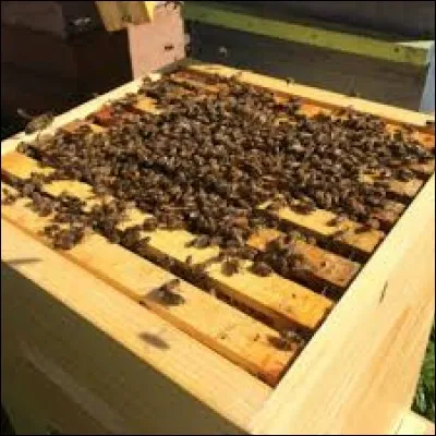 Comment est fait le miel des abeilles ?