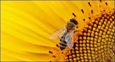 Qu'est-ce que le jabot d'une abeille ?