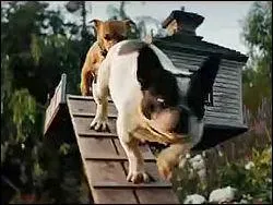 Dans le premier film, nous avions dcouvert le chihuahua de la famille prnomm Mojo. Comment s'appelle leur second chien ?