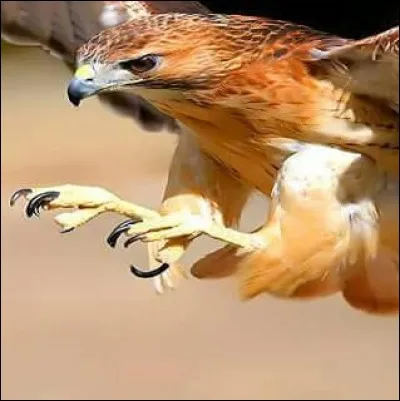 Si je vous dis « Ongle pointu et crochu », vous répondez :