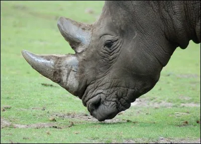 Si je vous dis « Composant des ongles », vous répondez :