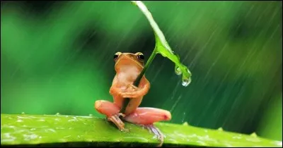 Quel acteur, gaffeur et un peu rêveur tient le rôle principal dans le film ''Le Coup du parapluie'' réalisé par Gérard Oury ?