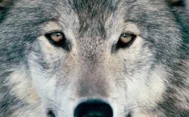 Quiz Animaux